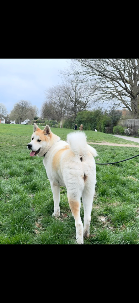 Akita Inu