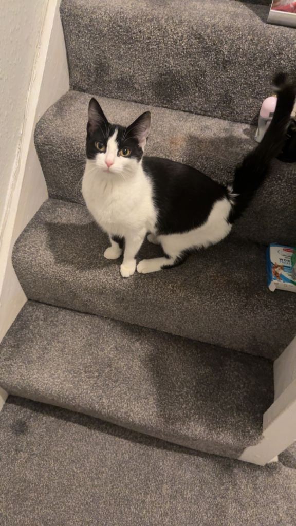 image for Female kitten 