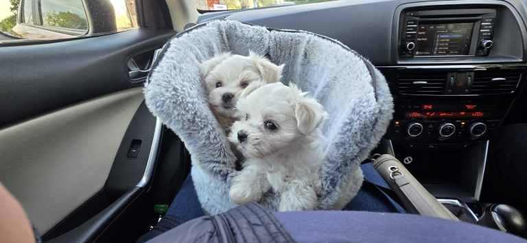Maltese Leo/Luna