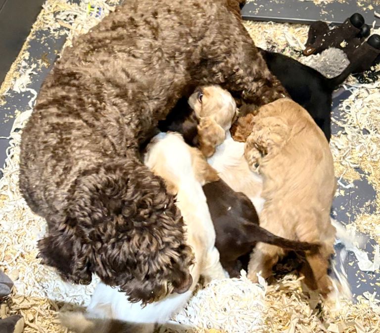 F1B cockapoo pups Ready 20-12