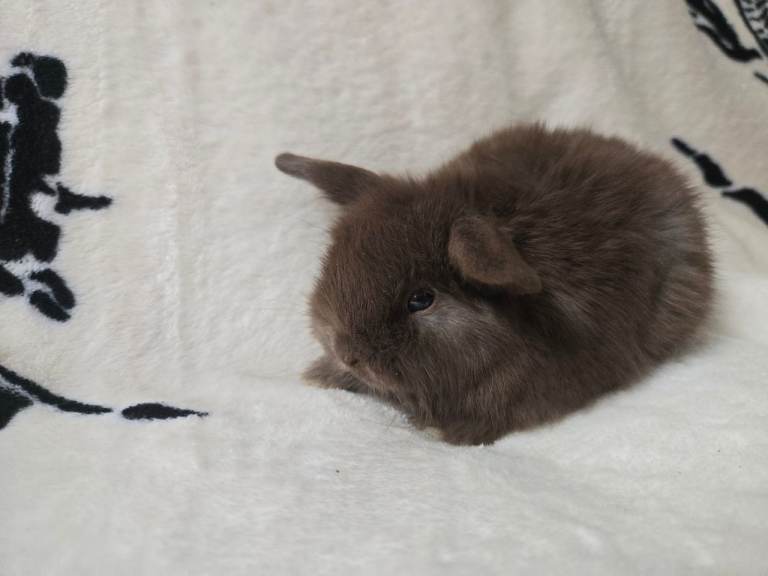 Stunning mini lops