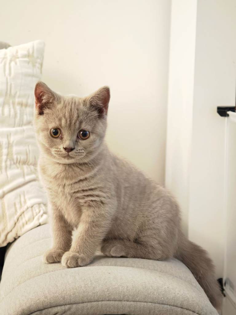 Brittishs short-hair kittens