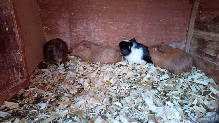 Guinea pigs for sale