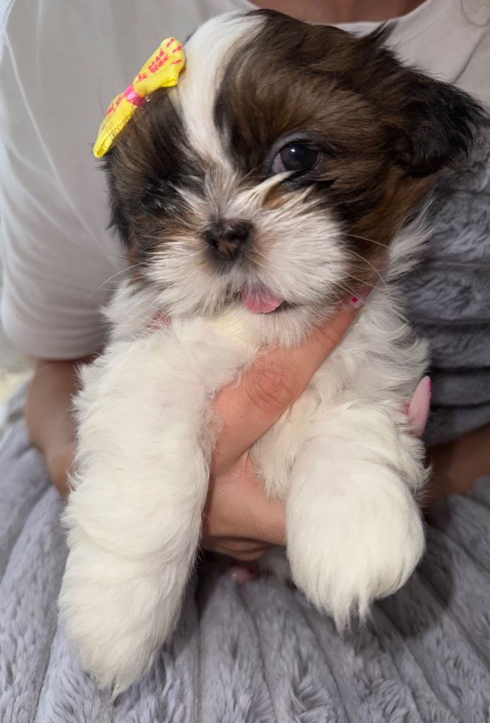 💞Adorable Purebred Shih Tzu Puppies💞