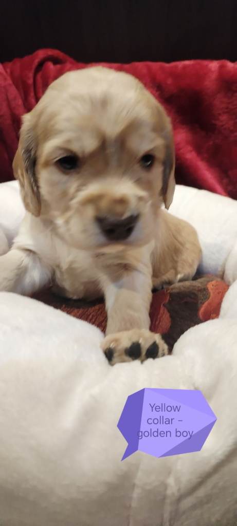 Stunning Kc reg cocker spaniel pups for sale - golden and orange roan