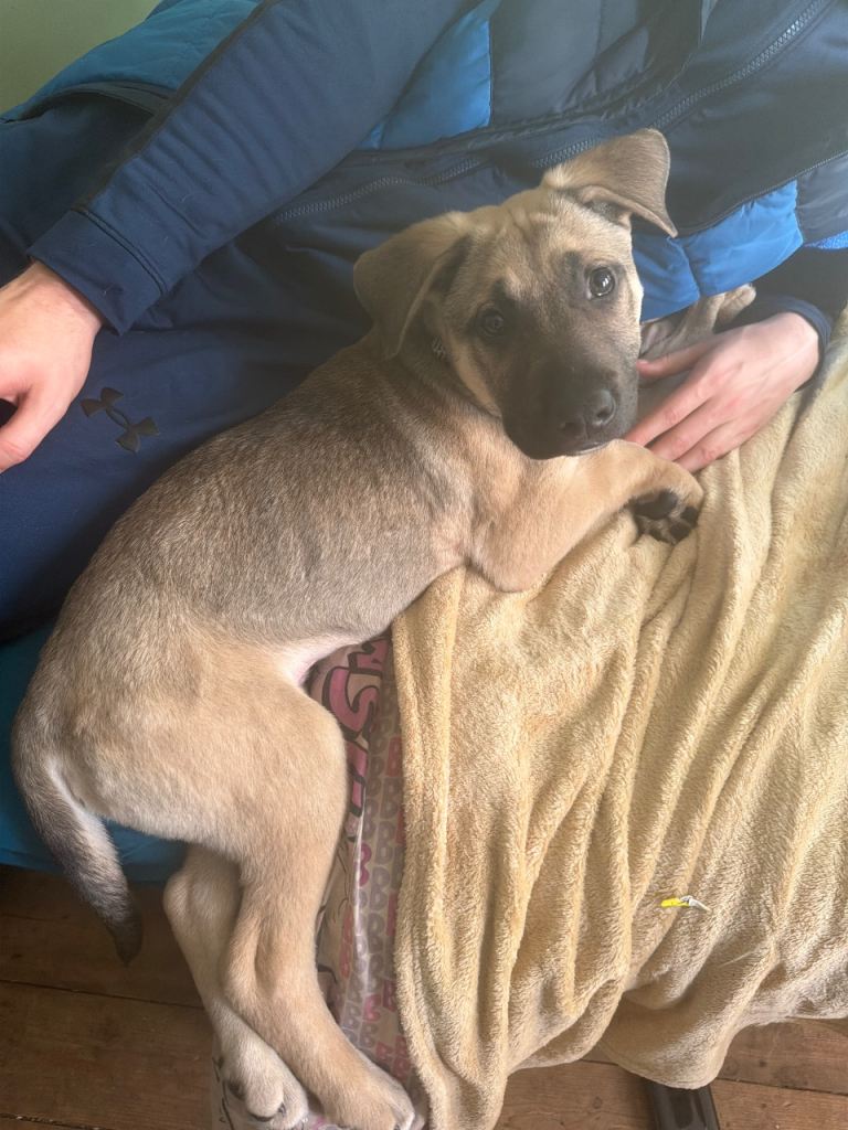 German shepherd x Labrador x Belgian Malinois