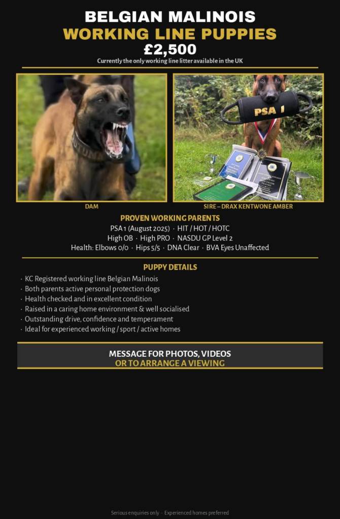 KC REGISTERED BELGIUM MALINOIS 