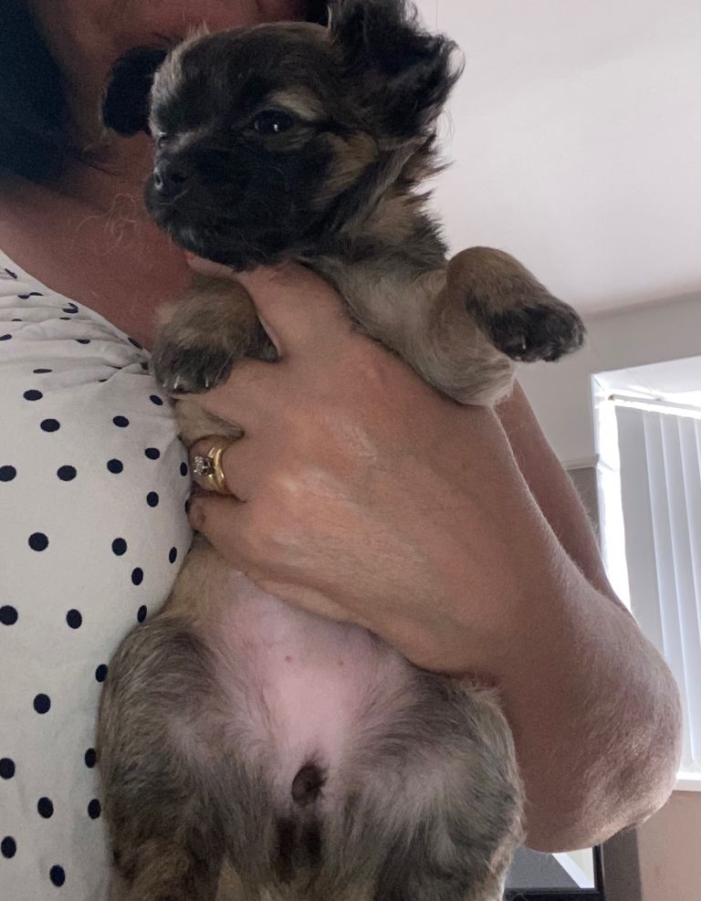 Long haired female chihuahua 