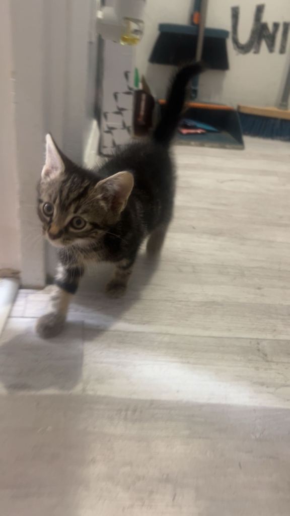 Tabby Boy Kitten for sale 