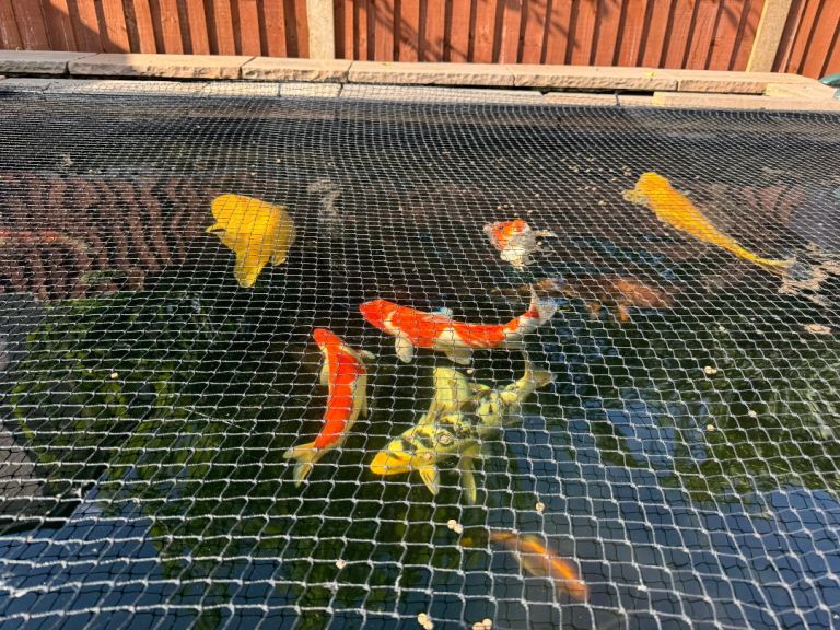 Large Koi 