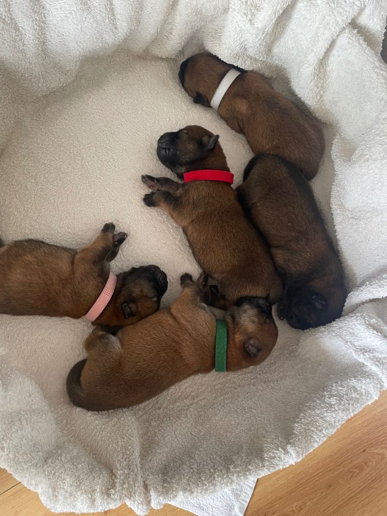 OUTSTANDING CHOW CHOW PUPS