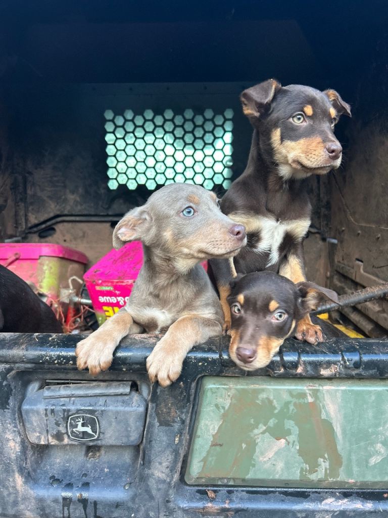 Kelpie Pups for Sale