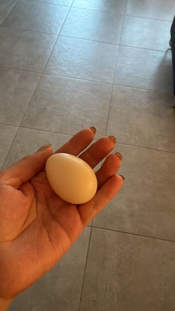 Fertile Silkie Hatching Eggs 🐣