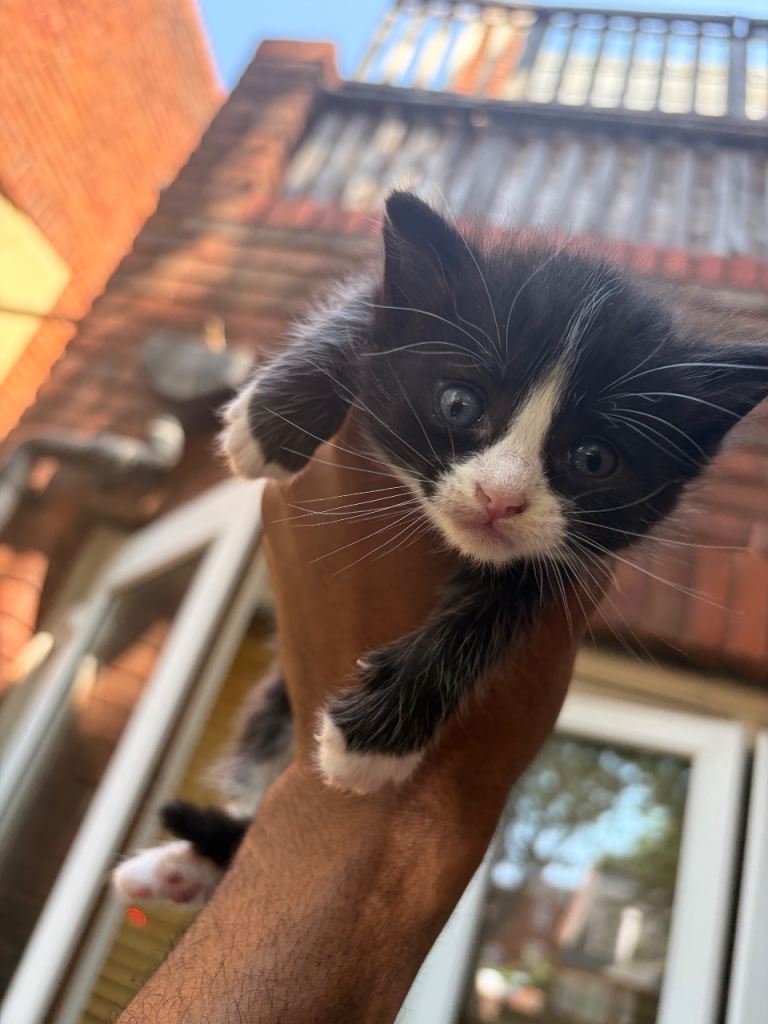 Sweet & Playful Kittens Born July 1st