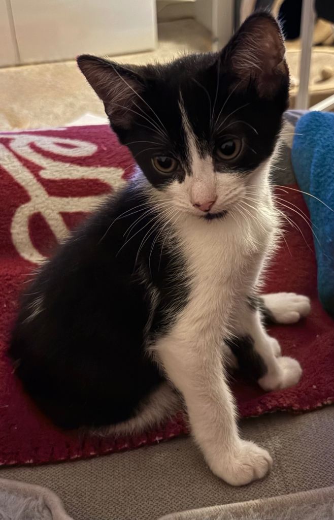 British shorthair kittens for sale 