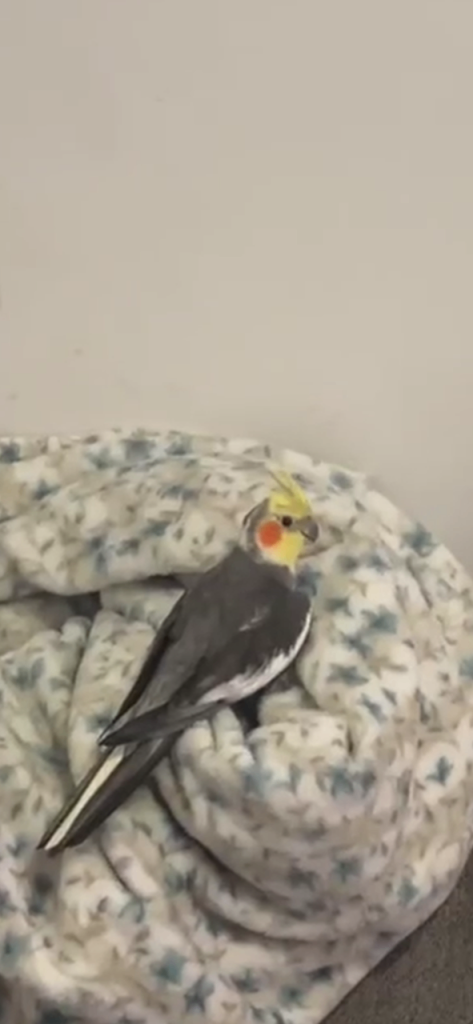 Male cockatiel 