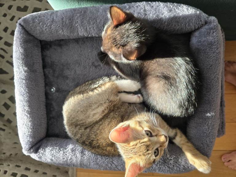 Two male kittens for sale ❤️