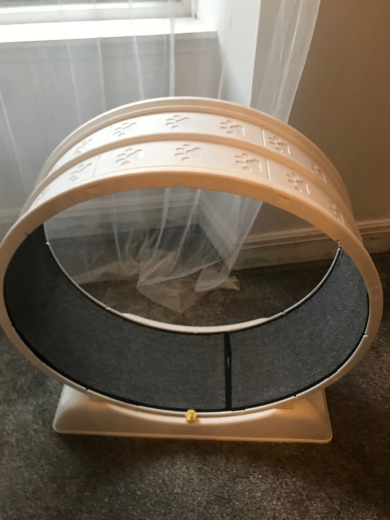 Cat Running Wheel