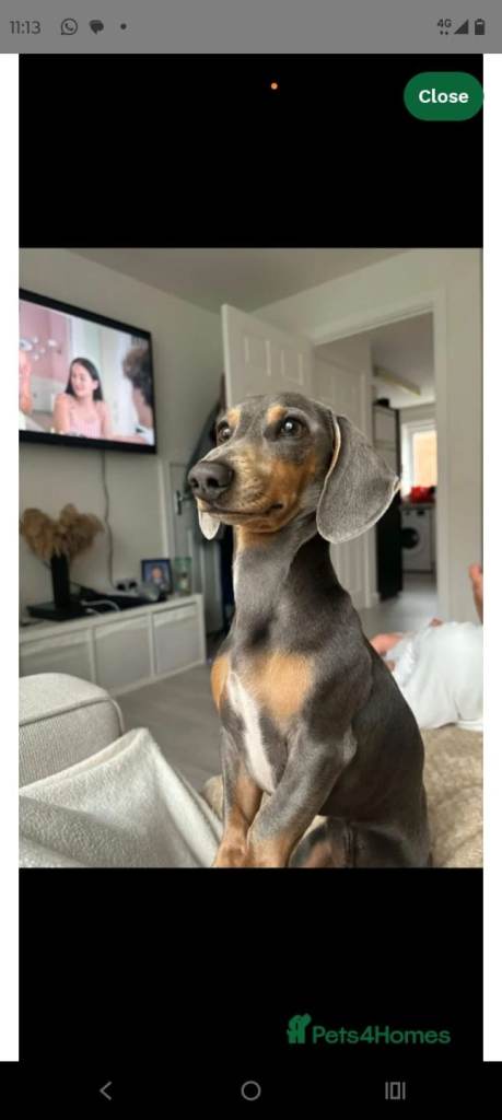 Dachsund lilac boy