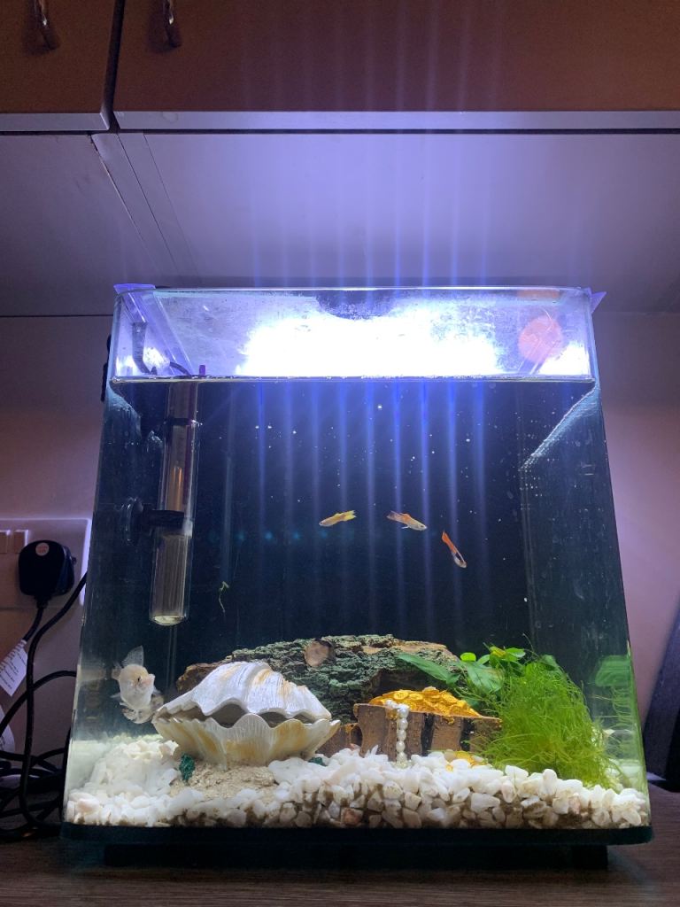 Fish tank and fish