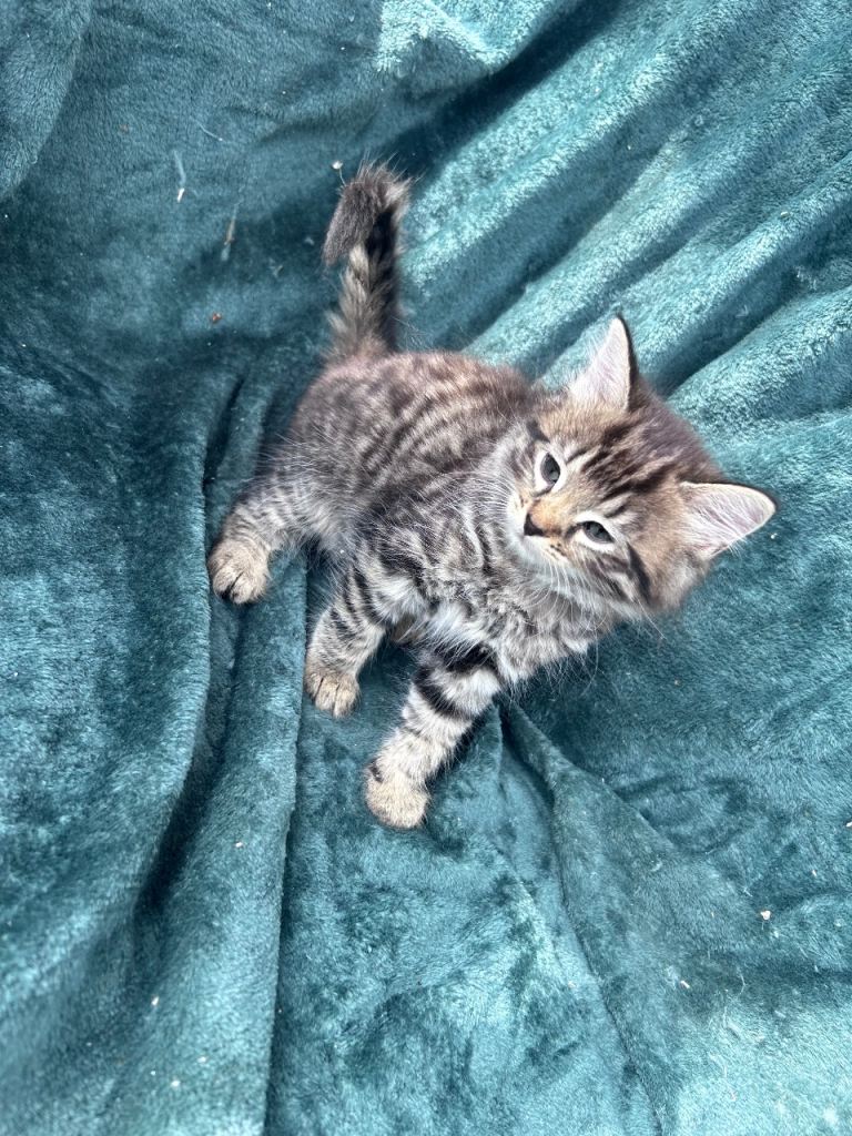 Kittens 