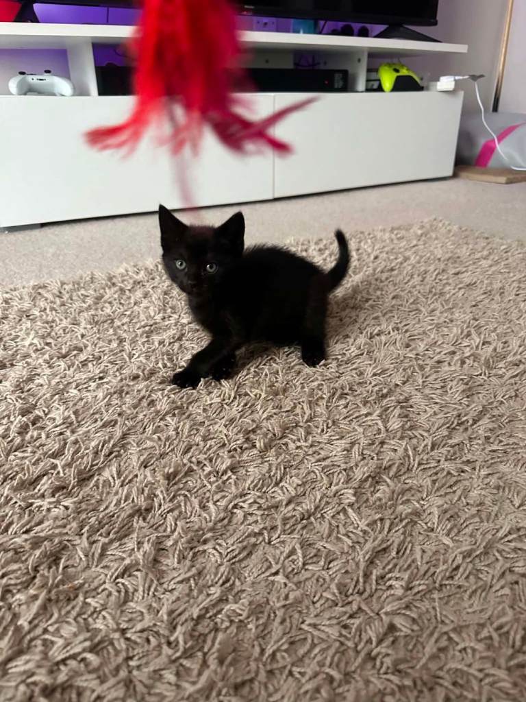 Full Black boy kitten (ready to leave) 