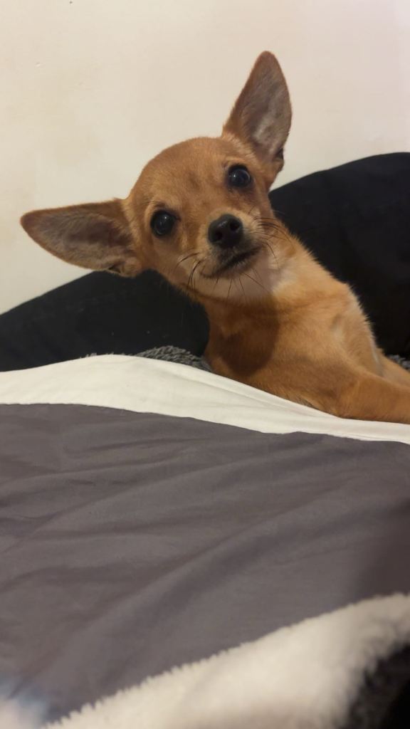 2 year old chihuahua 