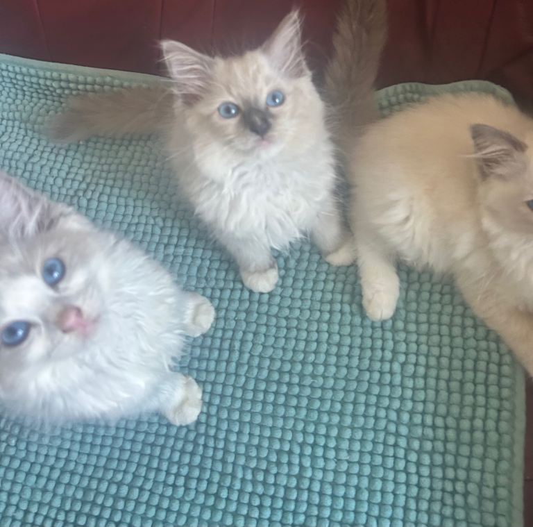 Ragdoll kittens 