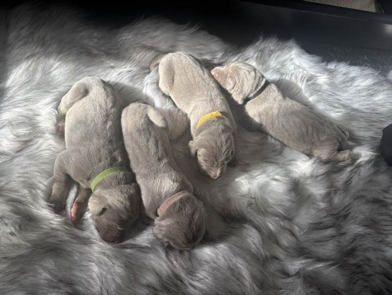 KC Registered Weimaraner Puppies – Born 9th March 2026, Only 3 Females Currently Available