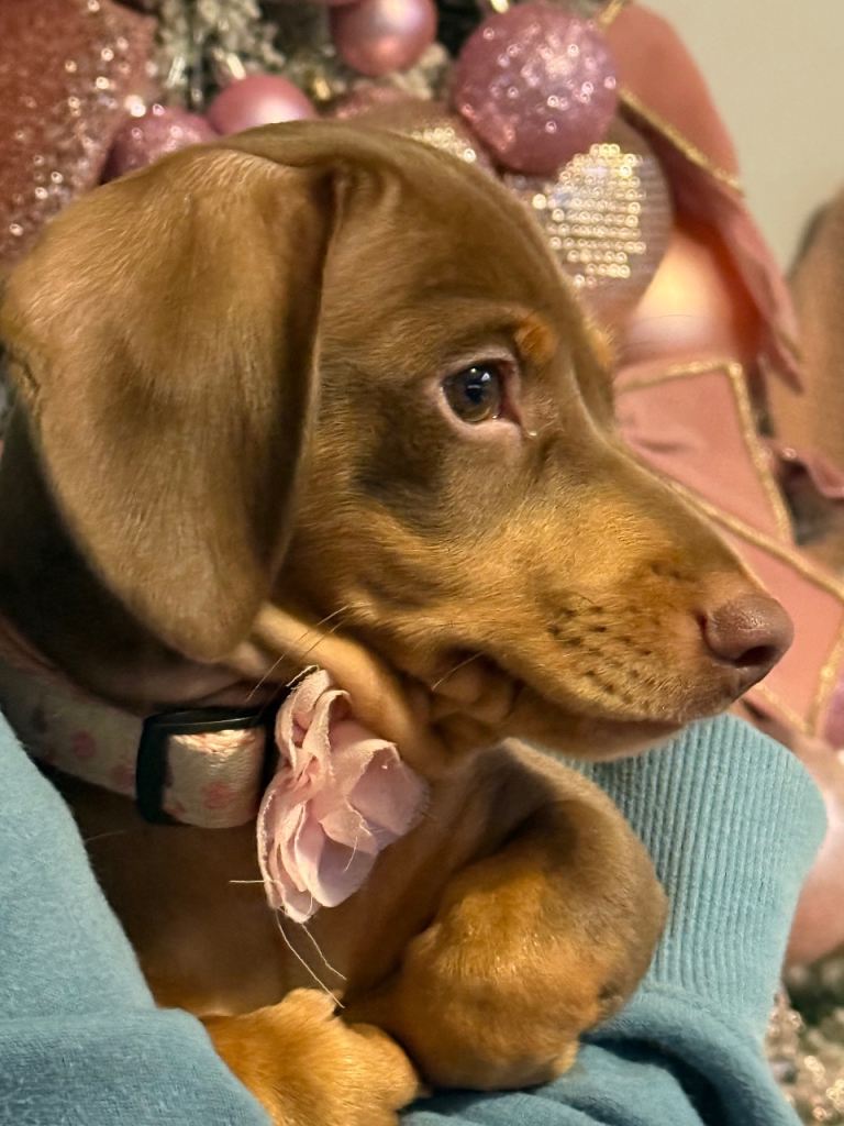 Miniature dachshund puppy