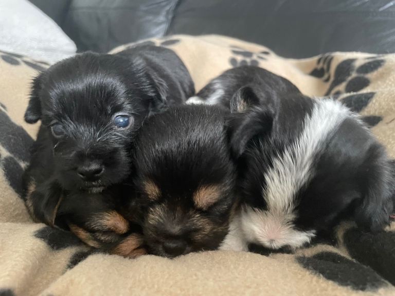 Shorkie x Jorkie pups 