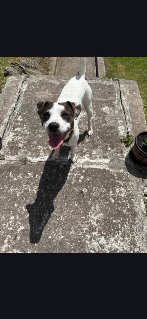 Terrier mix 