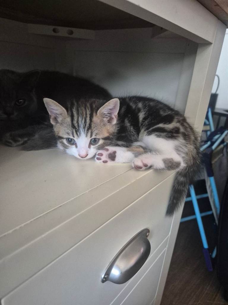 3 male kittens available now
