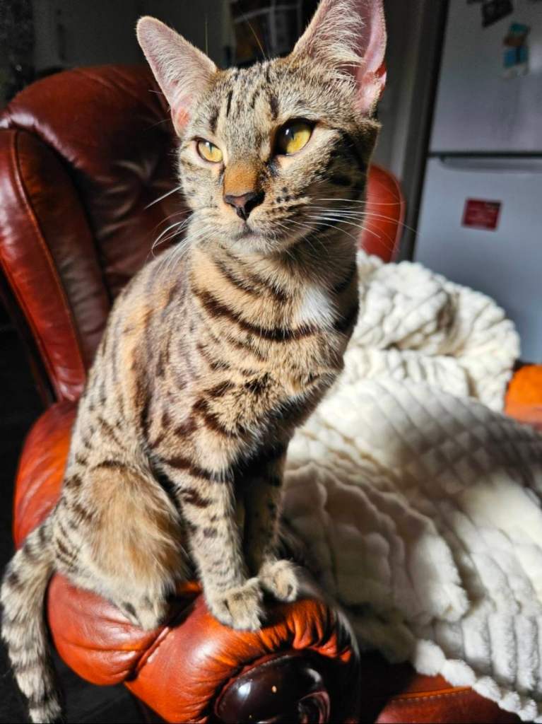 Mixed breed 