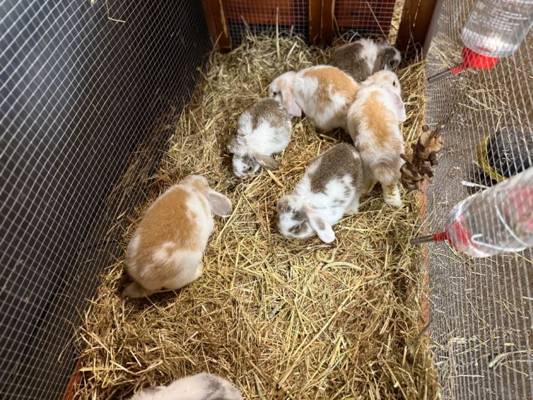 8 WEEK OLD MINI LOP RABBITS