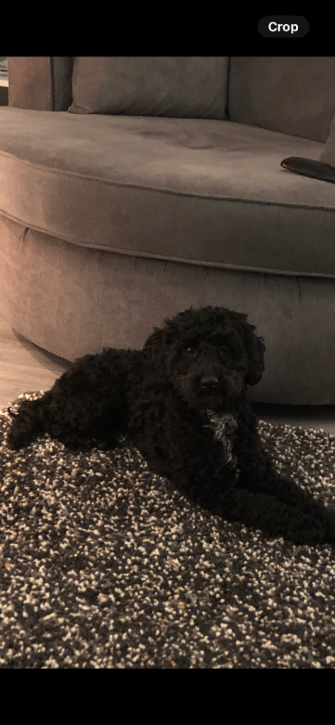 ADULT F1B Cockapoo Girl for new home 