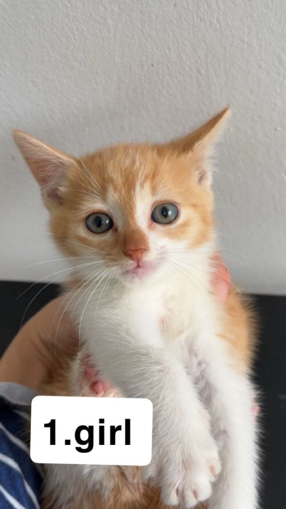 Kittens for sale
