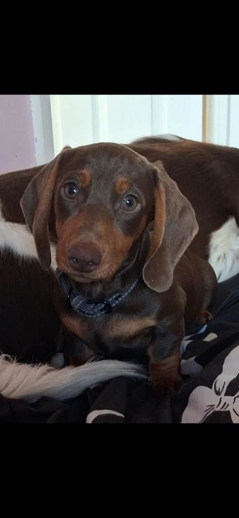 Minature dacshund
