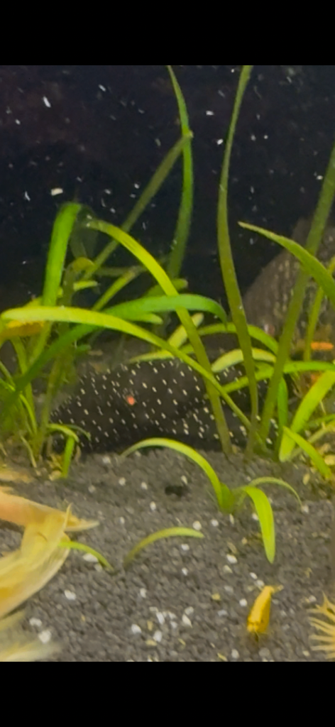 Plecos and Guppies