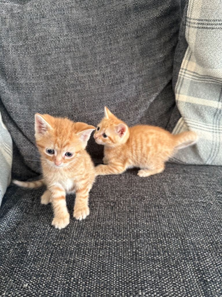 Kittens for sale