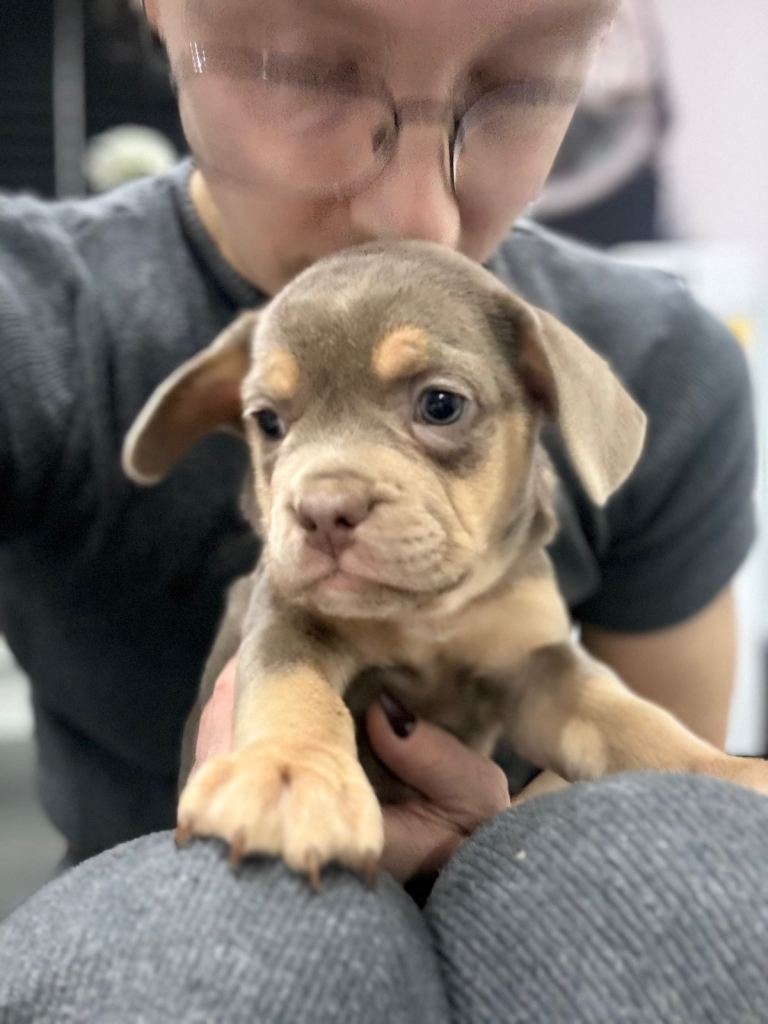 French Bull Dog cross puppies - Ready to leave 