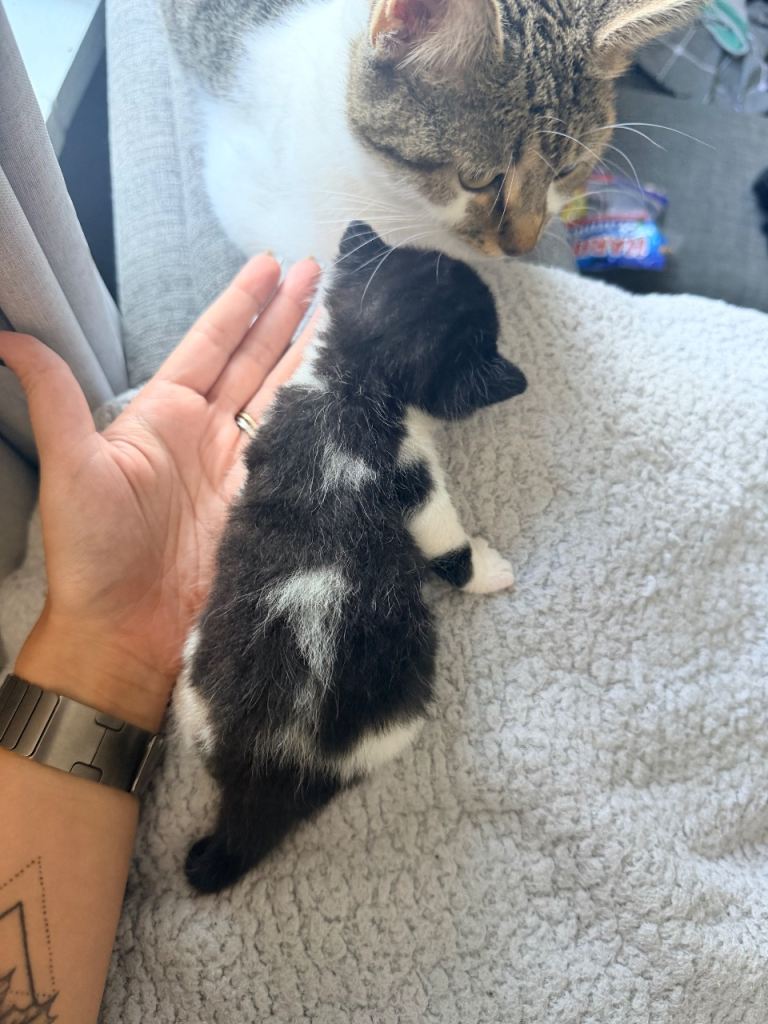 Kittens