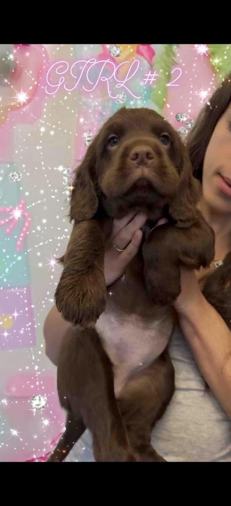 ### Beautiful Chocolate Cockapoo x Spaniel Puppies For Sale - 1 Girl 