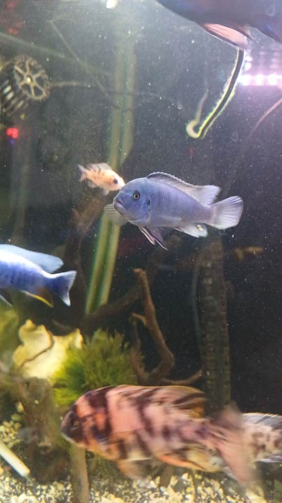 Mbuna