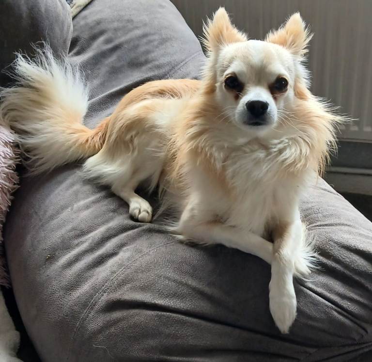 Dog