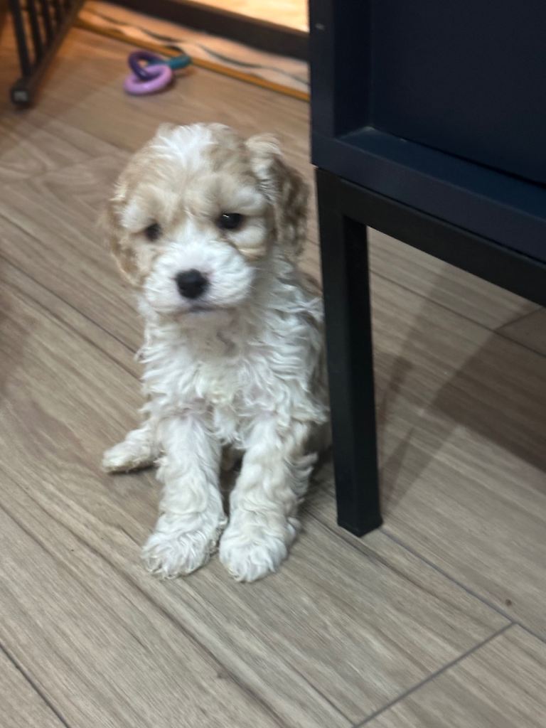 F1 Mini cockapoo