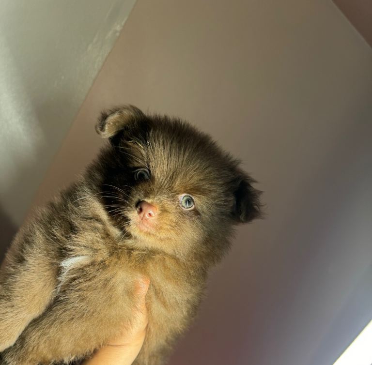 Chocolate Pomeranian for sale 
