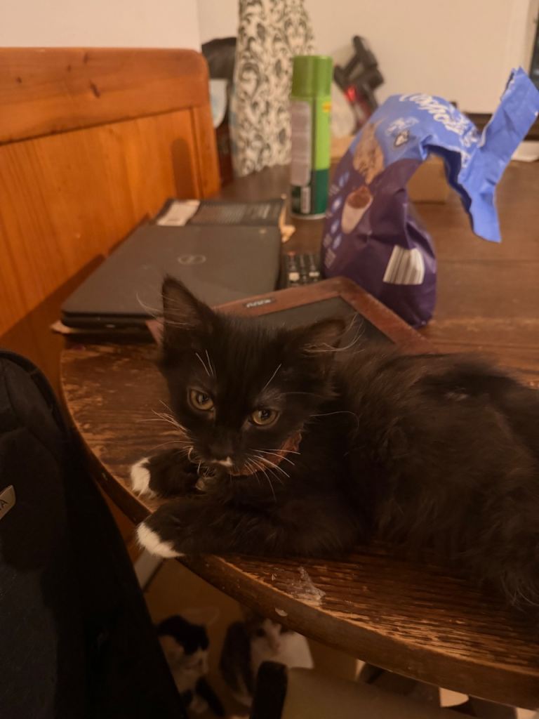 Mixed breed kittens 