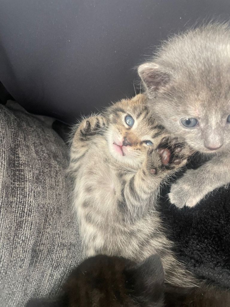Kitten