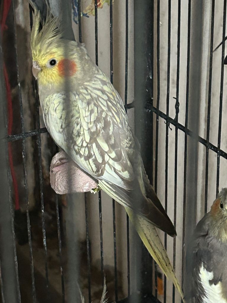 Beautiful healthy cockatiels 